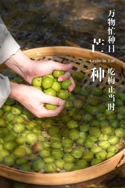 六月梅熟谷飄香 青梅與谷類(lèi)作物的豐收時(shí)節(jié)