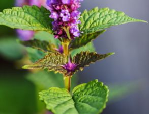 常識積累 這些是我國的基礎農作物——谷類作物