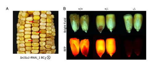 玉米甜味的遺傳密碼 PNAS揭示胚乳基因突變?nèi)绾沃厮艿矸鄞x