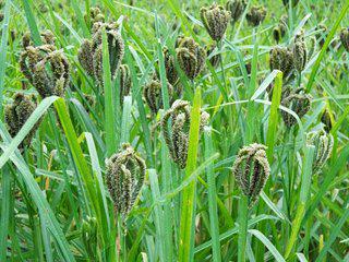 鴨腳粟 營養豐富的谷類作物及其多重作用