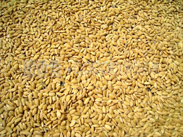 稻谷 全球最重要的谷類作物