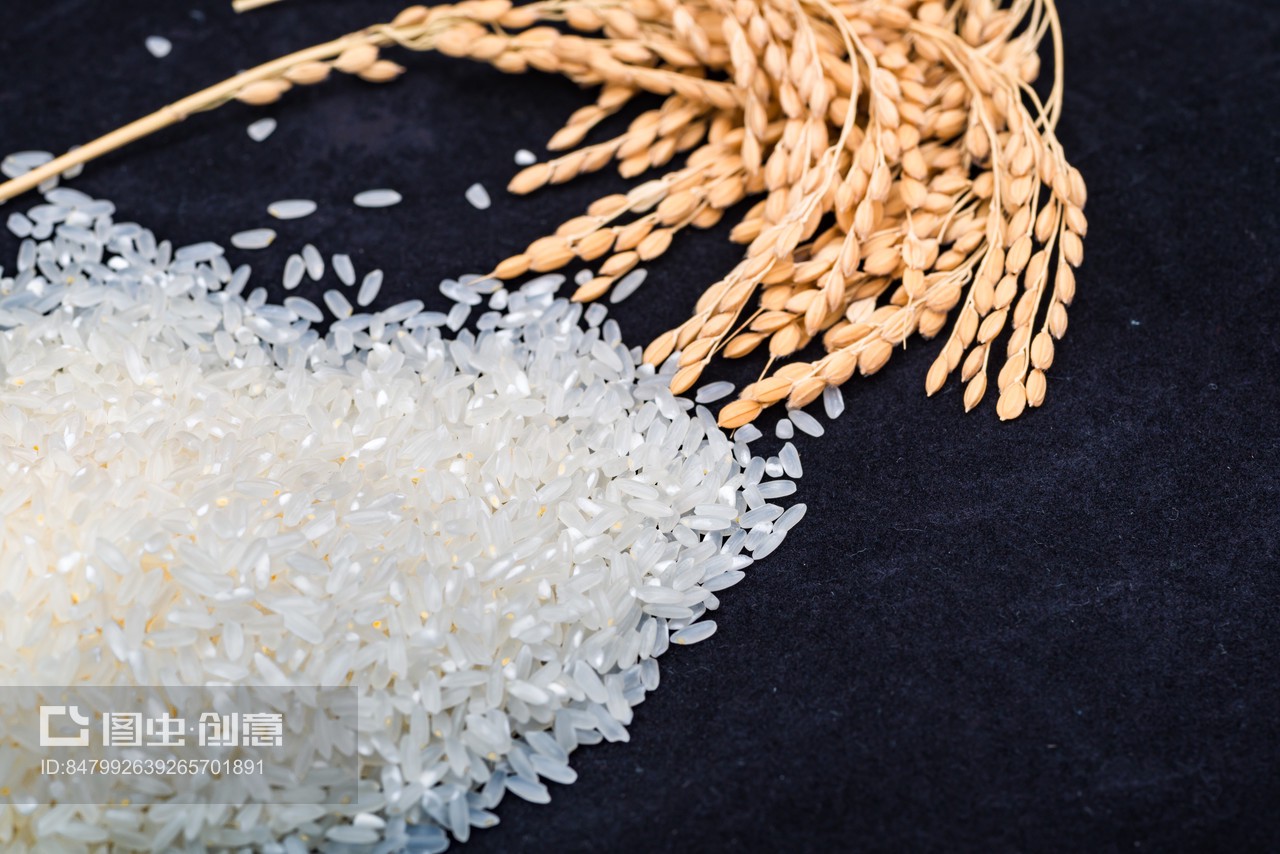 黑色背景下的珍品 東北五常長粒香大米與稻穗