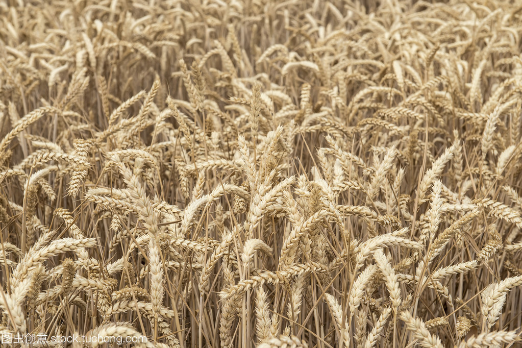 谷類作物 全球糧食安全的基礎