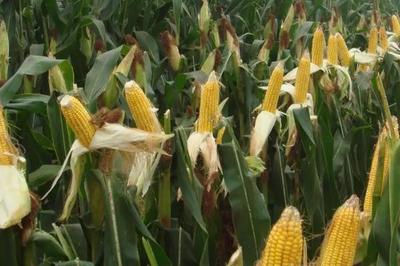 糧食農作物的三大分類 谷類、豆類與薯類