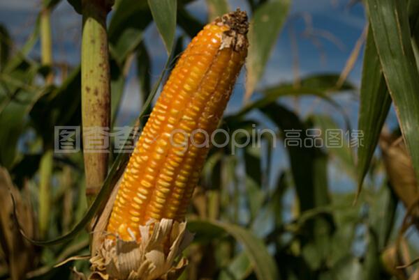 玉米作物與谷類作物 人類糧食安全的雙支柱