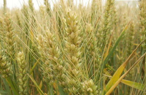 麥黃梅熟仲夏至 北京人的芒種養生攻略